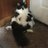 AdoreAnimals218