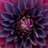 BLACK_DAHLIA77