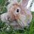 Beastian888