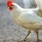 Chicken_Yummers