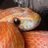 CornSnake1107