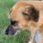 DeFitheDog