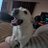 DogsRAngels1