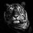 ErebusNyx_