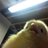 ExiledBirB