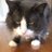 Felinthropist