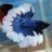FishBetta81598