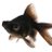 FishKingBack