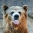 Grizzly_Peeker