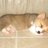 HeadCorgi