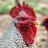 Heidlebird
