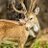 HelpNaturerecov