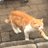 KittyCa18601486