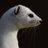 MatthewTheStoat