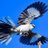 MockingbirdShot