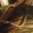 Mohmaya_98