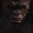 MonkeyFlorest35