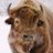 MrBison85