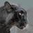 NCH_PANTHER
