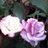 NavalKDubey