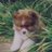 Pomskyd2
