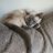 PoobahTheCat