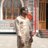 PradeepMFree