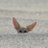 RadarFennec