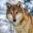 Rus_Wulf