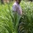 SURAJ_SIR
