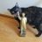 ScienceCatz
