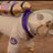 SnoopDogeMemez