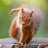 SpyingSquirrel