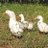 Swaminath_0112