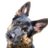 Tigam__