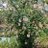 ajit_singh2