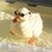 cool_duck76