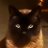 cybercaturday