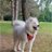 dan_petsdogs