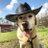 dogwidahat