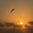 freebird112800