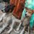 golu_wake