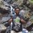 jalaj_goyal