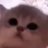 jamcat_sol