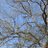 jhaboolal