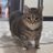 kitty_attac