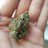 lemonpow420