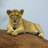 lionbakya