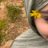 masum_jj