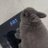 miniloprabbit